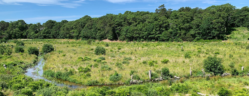 Bog & Beach Field Trip